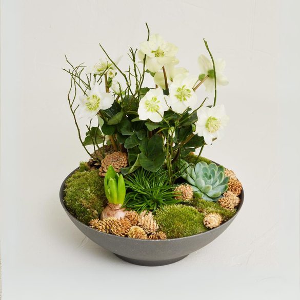 Den elegante vinter sammenplantning